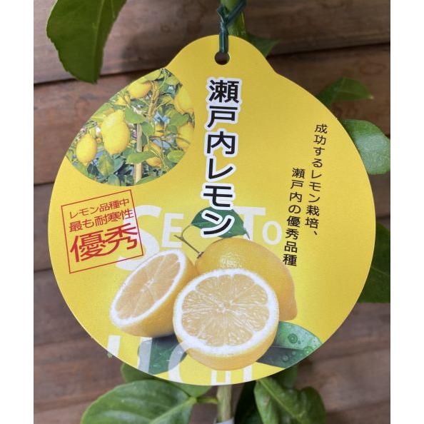 レモン 瀬戸内レモン（せとうちれもん） ：果樹苗 柑橘苗 苗木 接木 苗