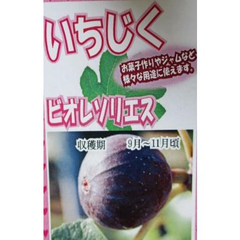 お買い得 イチジク苗 いちじくの木 ビオレソリエス（イチジク）：果樹