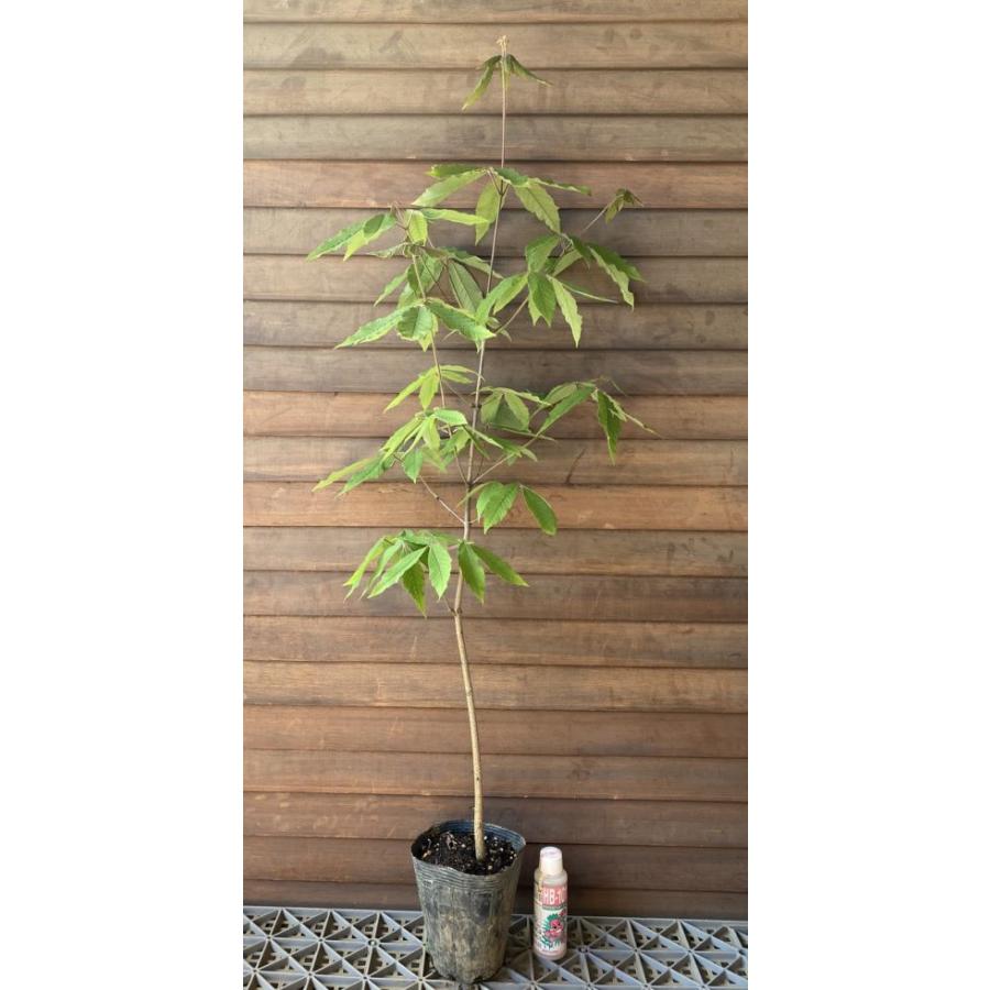 目薬の木（メグスリの木） 4寸ポット植え 苗 苗木 樹高60〜80センチ