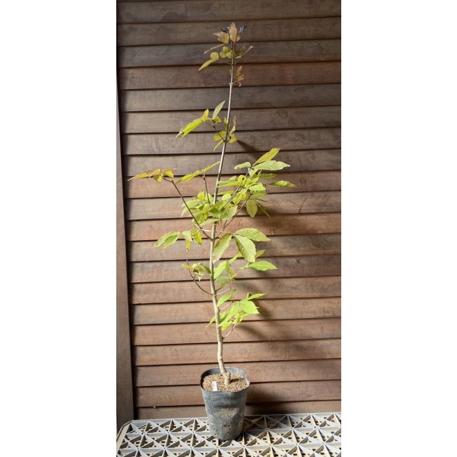 目薬の木（メグスリの木） 8寸ポット植え 苗 苗木 樹高80〜100センチ