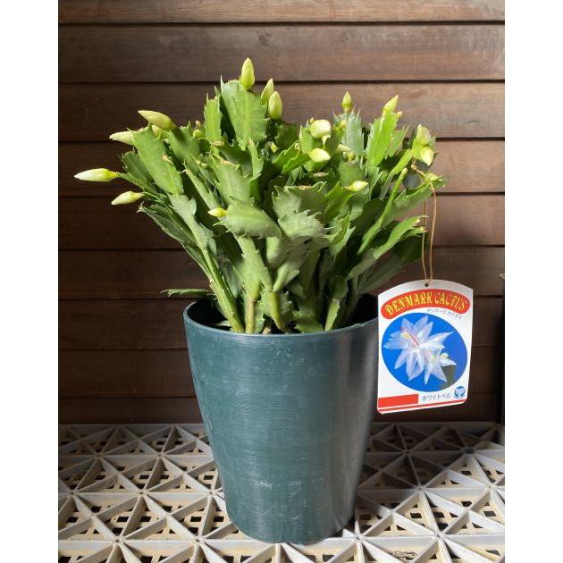 デンマークカクタス ホワイトベル （シャコバサボテン） 6寸鉢植え