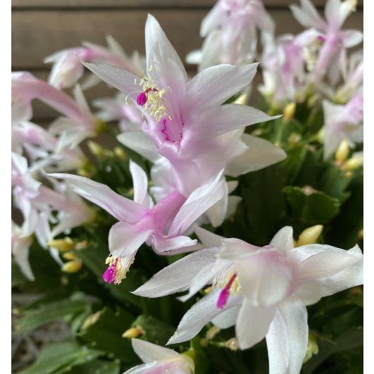 花終わりです! デンマークカクタス ホワイトベル 花終わりです! デンマークカクタス ホワイトベル