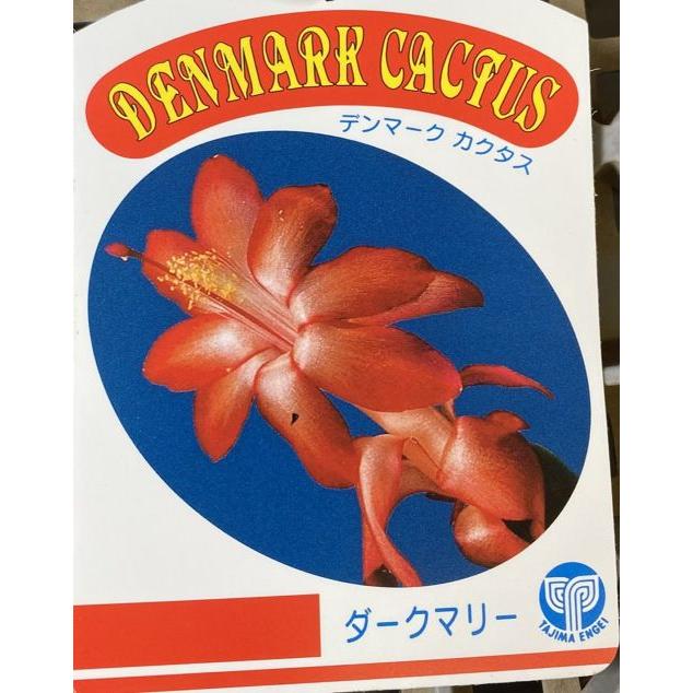 デンマークカクタス ダークマリー （シャコバサボテン） 5寸鉢植え