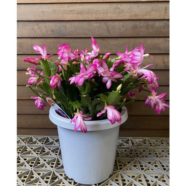 カット苗デンマークカクタス みぃ様御確認用 パープル系 カット苗