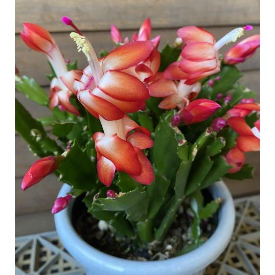 デンマークカクタス ダークマリー （シャコバサボテン） 5寸鉢植え