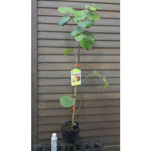 5 大好評 キウイフルーツ アップルキウイ メス木 果樹苗 Aynaelda Com