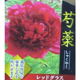 芍薬（シャクヤク） レッドグラス : 日本花卉ガーデンセンターYahoo!店