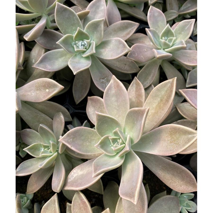 多肉植物 石蓮花(セキレンカ)苗 2.5寸ポット苗(2ポットセット 多肉植物 石蓮花(セキレンカ)苗 2.5寸ポット苗(2ポットセット