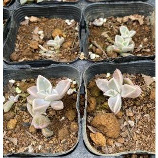 多肉植物 石蓮花(セキレンカ)苗 2.5寸ポット苗(2ポットセット 多肉植物 石蓮花(セキレンカ)苗 2.5寸ポット苗(2ポットセット
