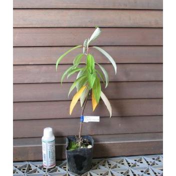 紫陽花 アスペラ 手毬咲き （半常緑アジサイ）：紫陽花 : 日本花卉