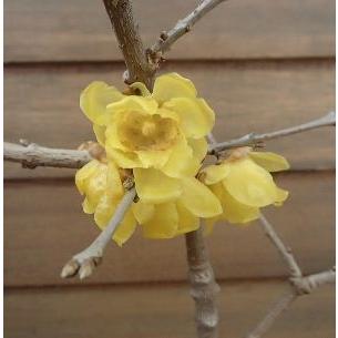 大株】満月ロウバイ（満月蝋梅） マンゲツロウバイ : 日本花卉ガーデン