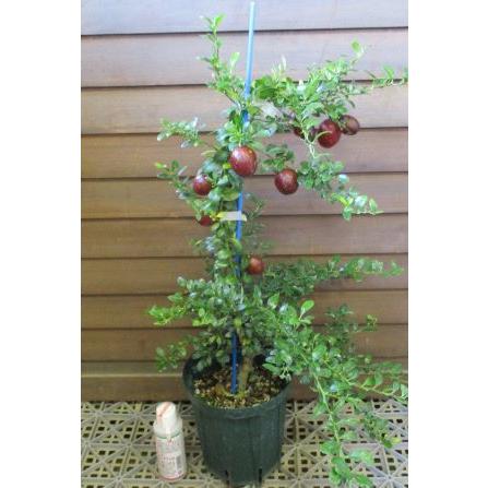 オーストラリアン ブラッドライム 3寸ポット植え ＊実付きでは