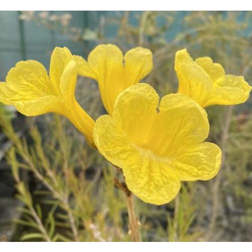 黄花 イペイの木（イペーの木） ＊4寸ポット植え : 日本花卉ガーデン