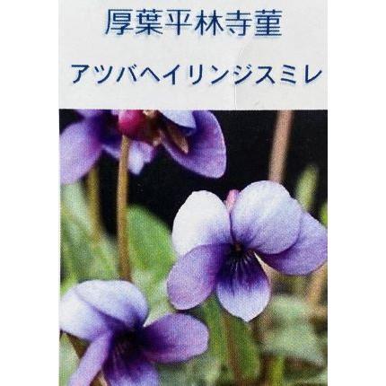 アツバヘイリンジスミレ スミレ 苗 すみれ 菫 厚葉平林寺菫 Z 日本花卉ガーデンセンターyahoo 店 通販 Yahoo ショッピング