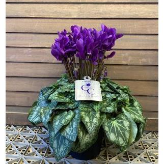 ブルーシクラメン 江戸ノ青 5寸鉢植え （大栄花園作 江戸の青） : 日本