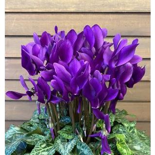 ブルーシクラメン 江戸ノ青 5寸鉢植え （大栄花園作 江戸の青） : 日本