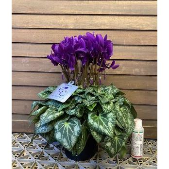 ブルーシクラメン 江戸ノ青 5寸鉢植え （大栄花園作 江戸の青） : 日本