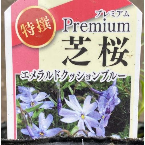プレミアム芝桜 （エメラルドクッションブルー ） 2ポットセット（9