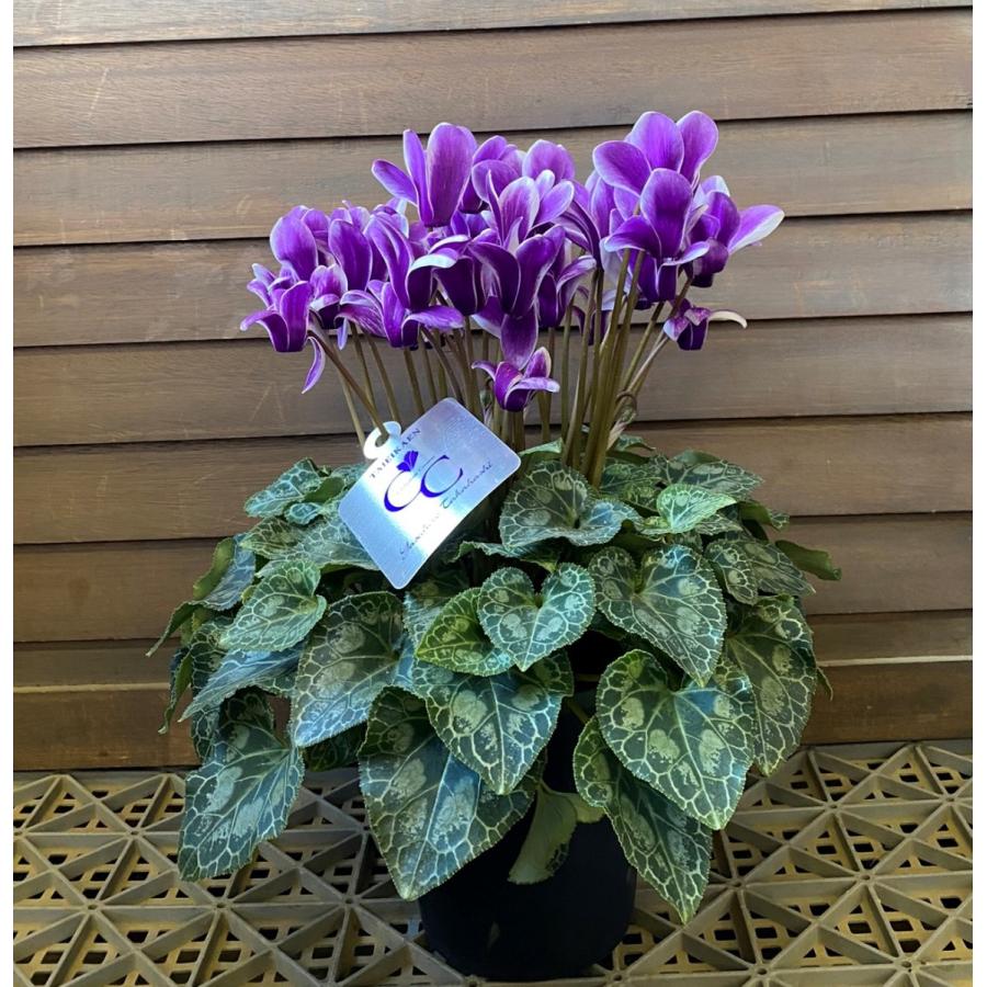 ブルーシクラメン 胡蝶 5寸鉢植え （大栄花園作） : 日本花卉ガーデン