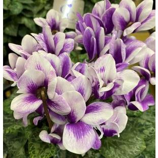 ブルーシクラメン 胡蝶 5寸鉢植え （大栄花園作） : 日本花卉ガーデン