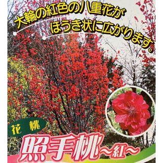 照手紅（6寸鉢植え） ：花桃 ハナモモ 苗木 苗 はなもも : 日本花卉