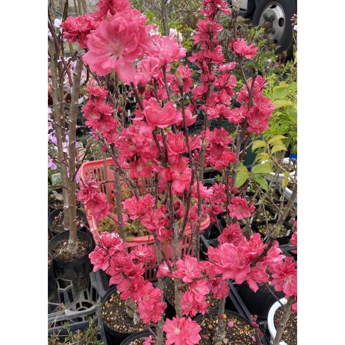 花桃「照手桃」　ハナモモ　花桃「照手桃」７号鉢鉢植え苗 照手紅（6寸鉢植え） ：花桃 ハナモモ 苗木 苗 はなもも : 日本花卉