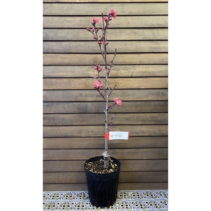 照手紅（6寸鉢植え） ：花桃 ハナモモ 苗木 苗 はなもも : 日本花卉