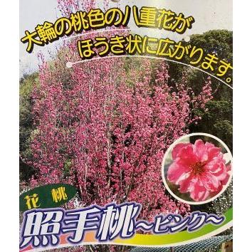 花桃「照手桃」　ハナモモ　花桃「照手桃」７号鉢鉢植え苗 照手桃（6寸鉢植え） ：花桃 ハナモモ 苗木 苗 はなもも : 日本花卉