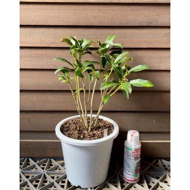 5寸鉢植え】ミヤマシキミ（深山樒） : 日本花卉ガーデンセンターYahoo