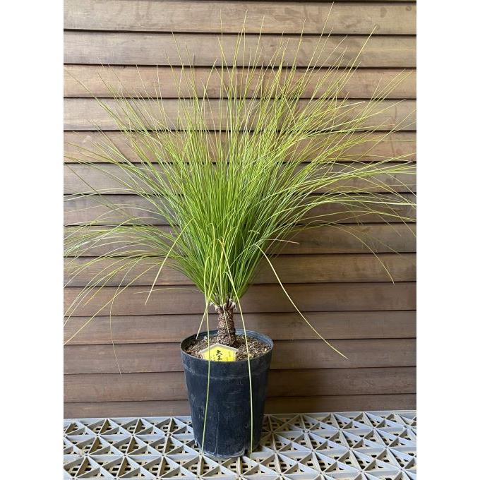 大株！5寸鉢植え】 大王松（ダイオウショウ、ダイオウマツ） : 日本