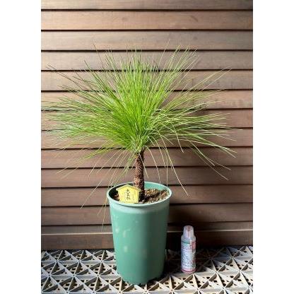 大株！5寸鉢植え】 大王松（ダイオウショウ、ダイオウマツ） : 日本