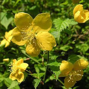 一重咲き ヤマブキ（山吹）3寸ポット植え 斑入り葉の場合があります