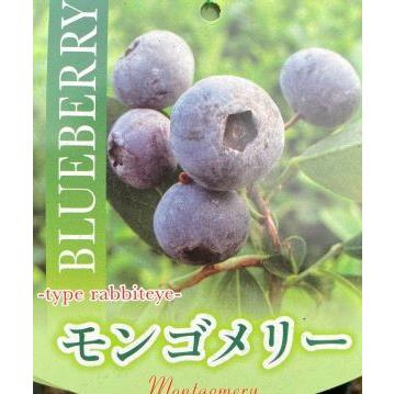 21人気新作 ブルーベリー モンゴメリー ラビットアイ系 果樹苗