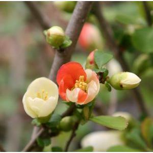 クサボケ 奥多摩錦 咲分け 草木瓜 ポット植え 苗 苗木 : 日本花卉