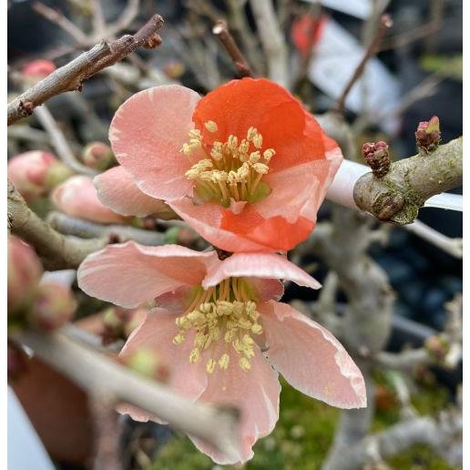 クサボケ 奥多摩錦 咲分け 草木瓜 ポット植え 苗 苗木 : 日本花卉