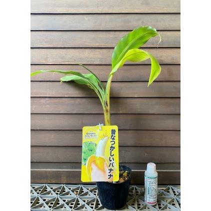 開花目的、200㎝極太幹★幻の、ゴールデンブラジル◆バナナ苗◆耐寒強く収穫が早い アケビバナナ(耐寒性バナナ)の苗木 10.5cmポット苗 1個売り」珍しい