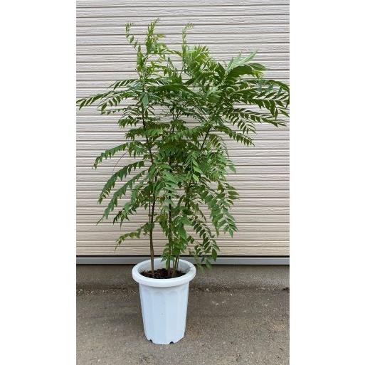 大株！樹高100センチ程度3本立ち！】 カレーノキ（カレーの木）：熱帯