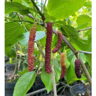 長実の桑 6寸鉢植え ：果樹苗 : 日本花卉ガーデンセンターYahoo!店