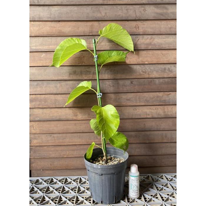 長実の桑 6寸鉢植え ：果樹苗 : 日本花卉ガーデンセンターYahoo!店