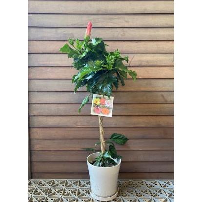 ハイビスカス スタンダード仕立て 3色ミックス 5寸鉢植え : 日本花卉