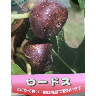 イチジク苗 いちじくの木 ロードス(イチジク):果樹苗 大株 5 イチジク苗 いちじくの木 ロードス(イチジク):果樹苗 大株 5