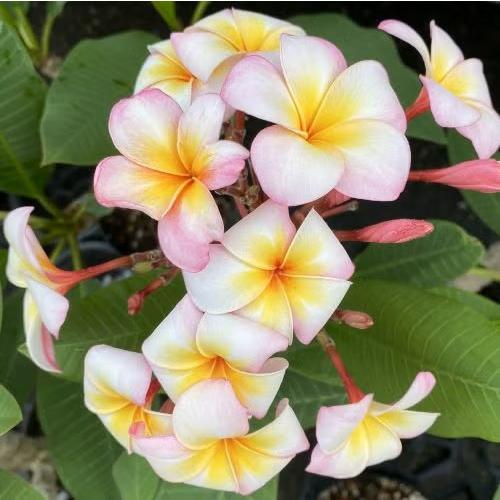 蕾付き プルメリア（サンバリーナ）5号鉢 : 日本花卉ガーデンセンター