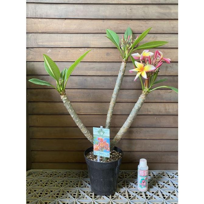花芽付き プルメリア（ボレロ）5号鉢（同梱不可商品です） : 日本花卉