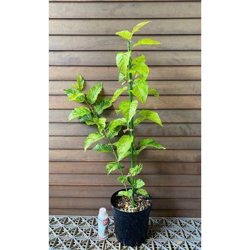 サボテン　連山錦　国内繁殖　接木苗 2d090845fa40a2ff7724fe7ec69273