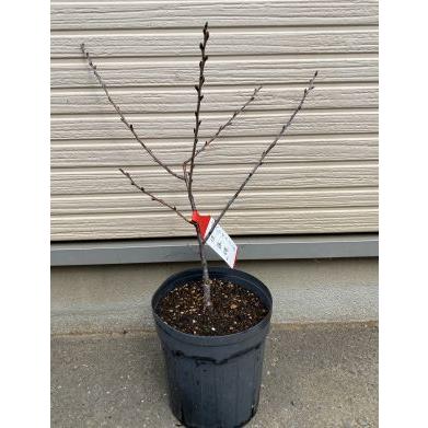 サボテン　連山錦　国内繁殖　接木苗 2d090845fa40a2ff7724fe7ec69273