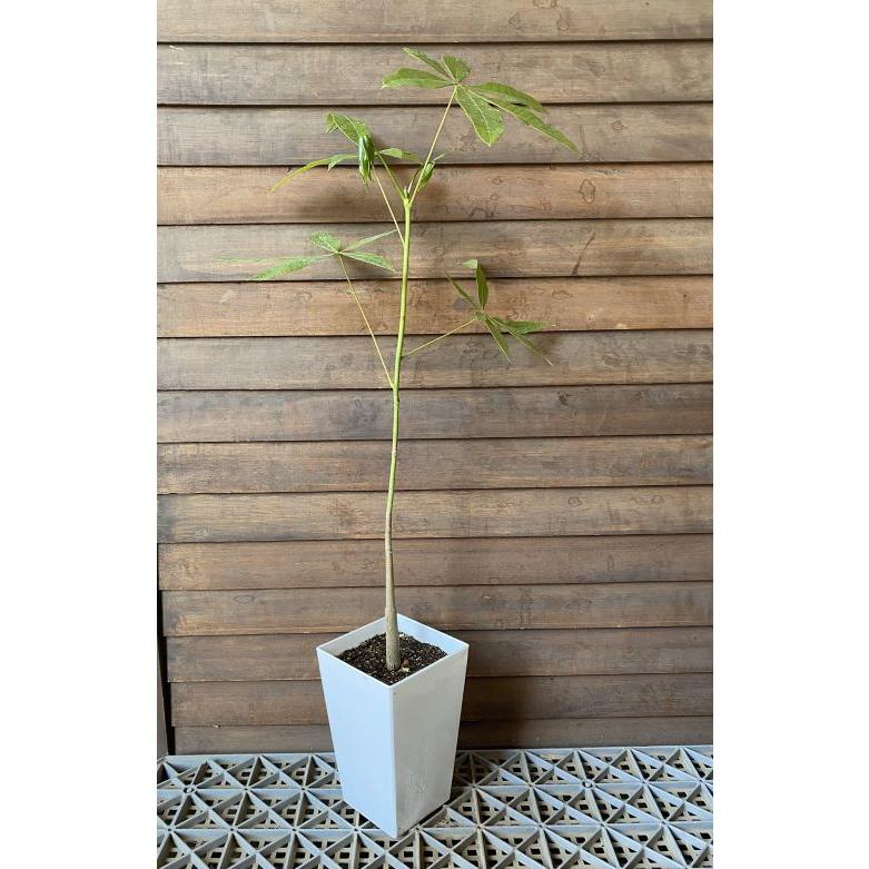 パキラ（5寸スクエア鉢植え）実生苗 枝ぶりは個体差があります : 日本