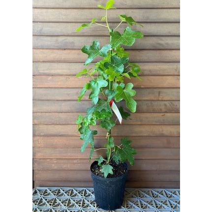 モミジバフウ（アメリカフウ） ロタンディローバ 6寸鉢植え