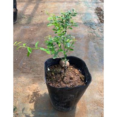 4寸ポット植え フィンガーライム ピンク 接木苗 2年生 ：果樹苗 柑橘苗