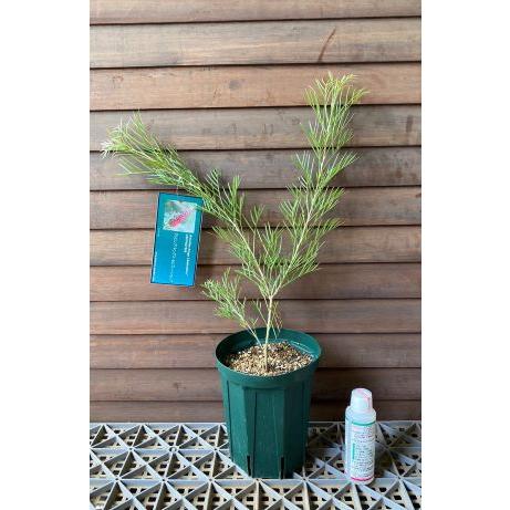 グレビレア　キングス•セレブレーション グレビレア・キングスセレブレーション| 種・苗・ガーデニング