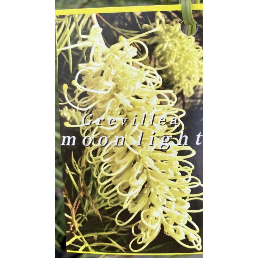 グレビレア ムーンライト 6寸鉢植え : 日本花卉ガーデンセンターYahoo